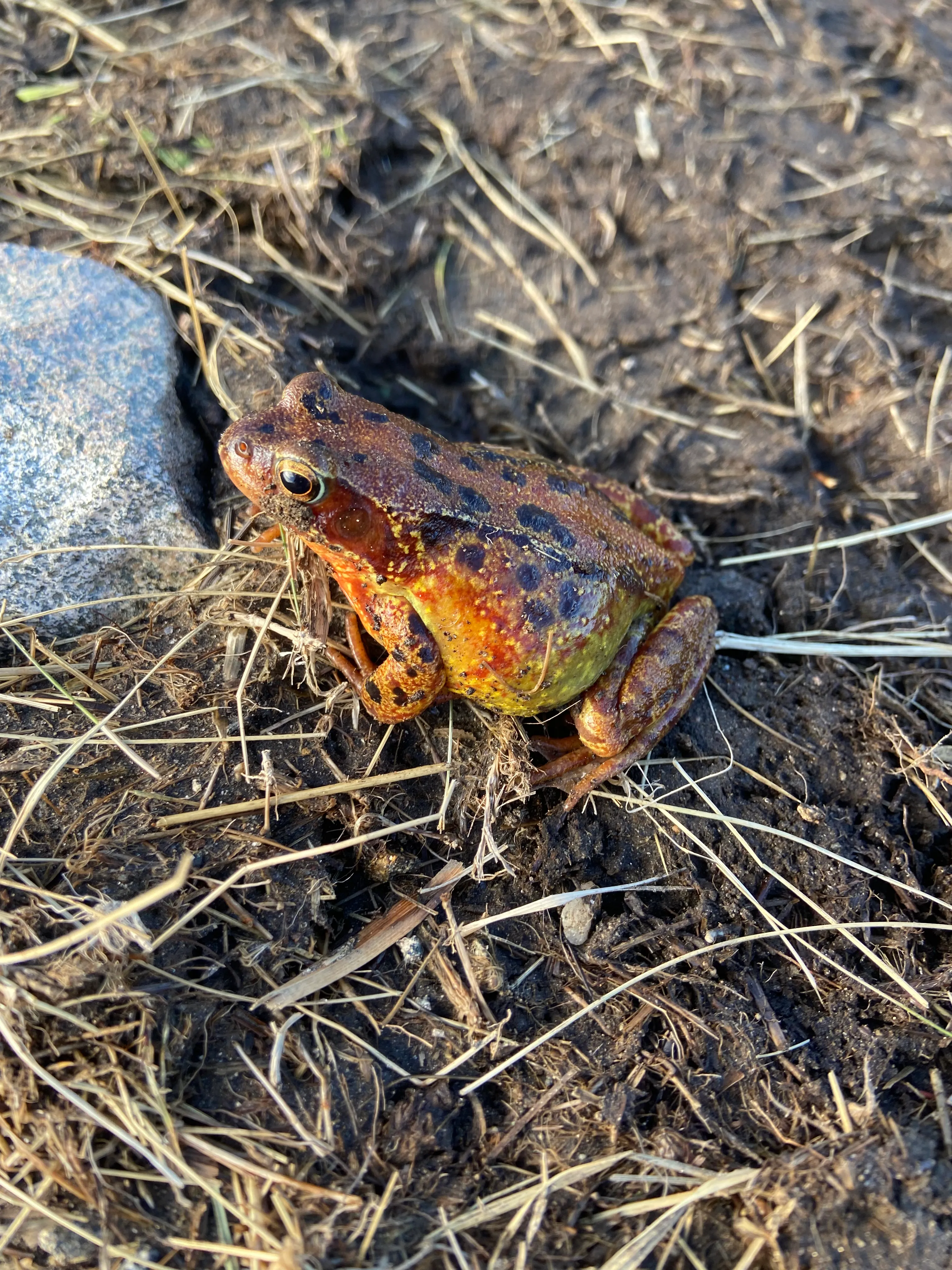 Frog